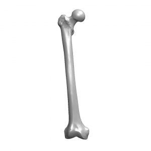 Femur